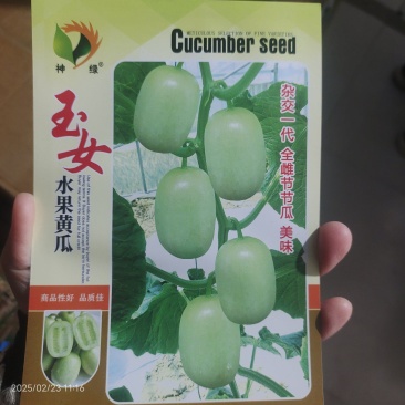 神绿玉女黄瓜种子40粒杂交阳台盆栽甜脆迷你蔬菜种籽早熟