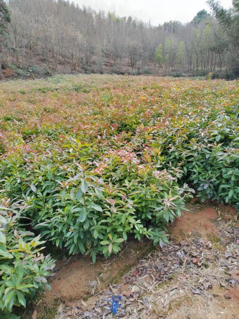 【量大优惠】江西木荷苗木荷怀苗基地现挖品质保障