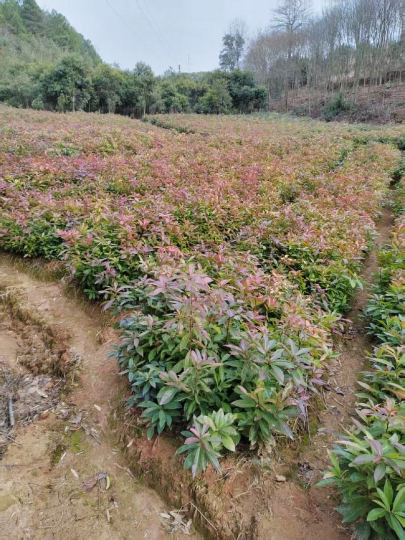 【量大优惠】江西木荷苗木荷怀苗基地现挖品质保障