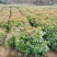【量大优惠】江西木荷苗木荷怀苗基地现挖品质保障