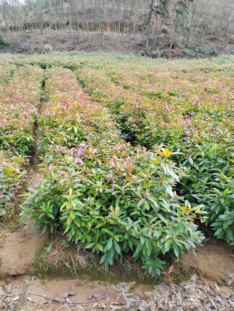【量大优惠】江西木荷苗木荷怀苗基地现挖品质保障
