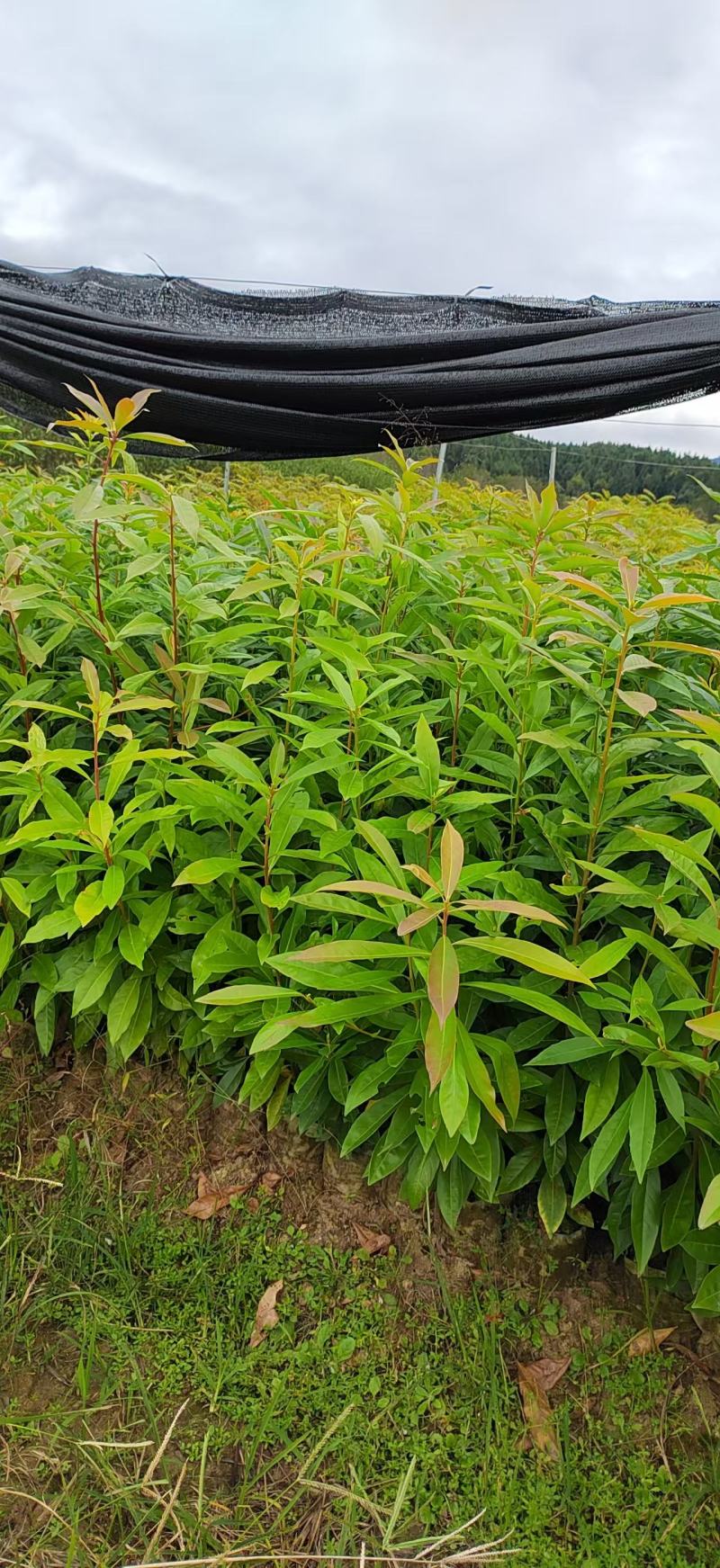 【量大优惠】江西木荷苗木荷怀苗基地现挖品质保障