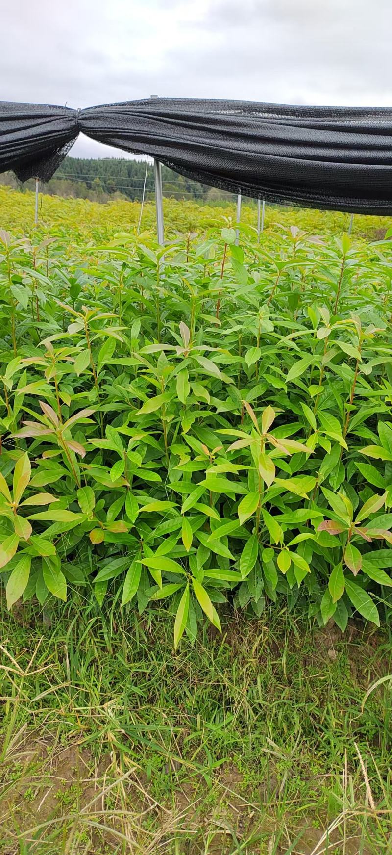 【量大优惠】江西木荷苗木荷怀苗基地现挖品质保障