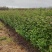【量大优惠】枫香杯苗、枫香小苗、基地现挖品质保障