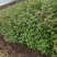 【量大优惠】枫香杯苗、枫香小苗、基地现挖品质保障