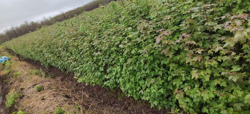 【量大优惠】枫香杯苗、枫香小苗、基地现挖品质保障