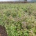 【量大优惠】枫香杯苗、枫香小苗、基地现挖品质保障