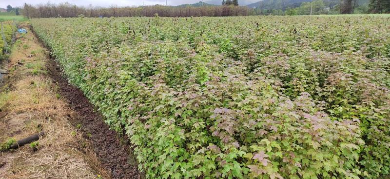 【量大优惠】枫香杯苗、枫香小苗、基地现挖品质保障