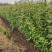 【量大优惠】枫香杯苗、枫香小苗、基地现挖品质保障