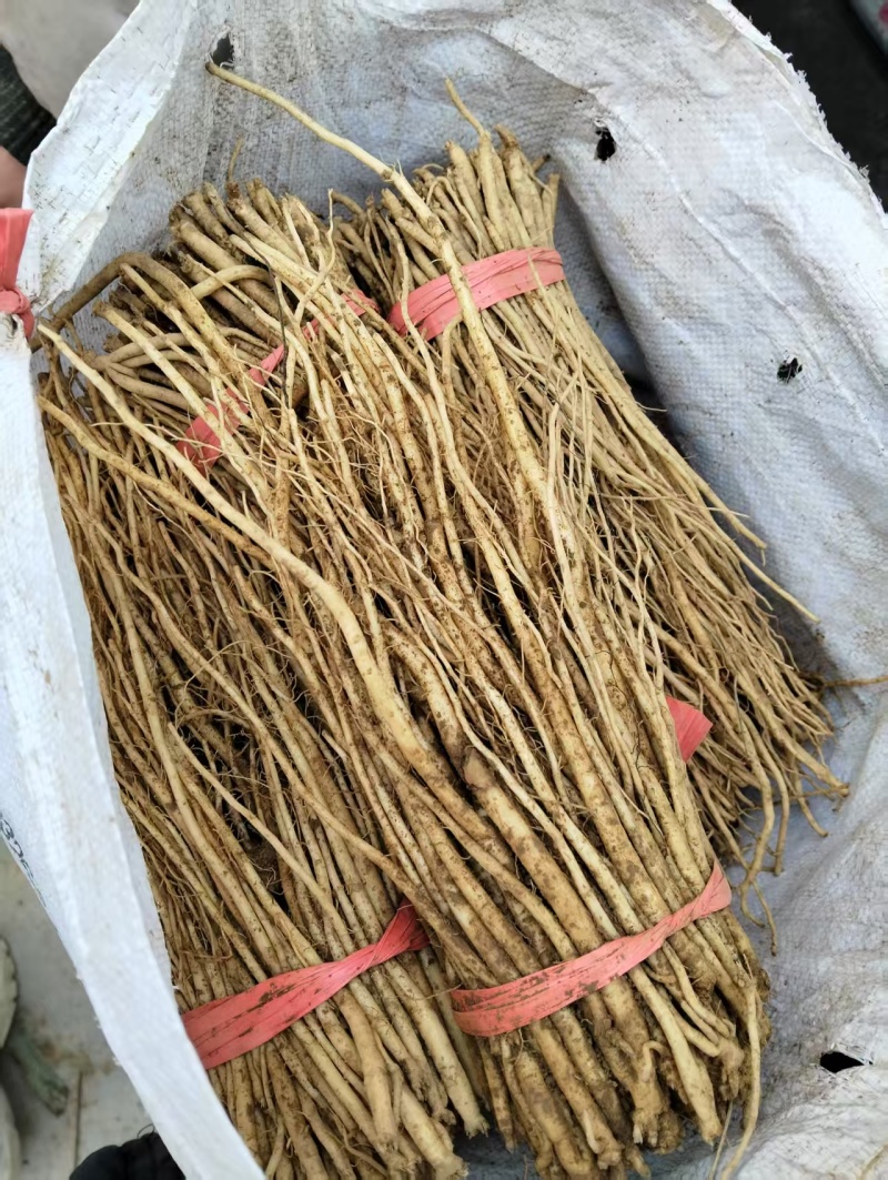 正宗文县纹党参苗子