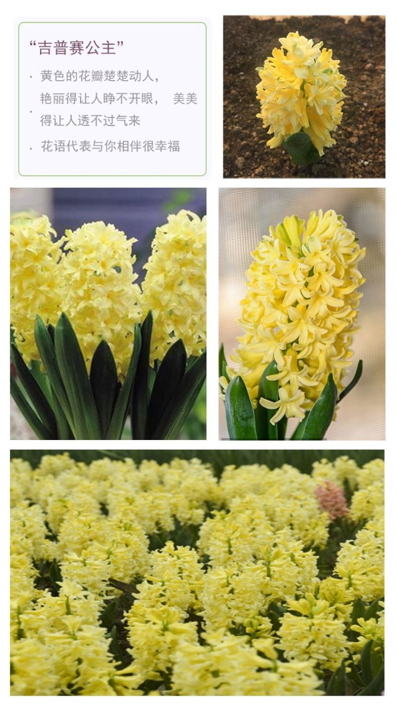 风信子种球水培土培植物盆栽阳台花卉室内花好养活四季开花