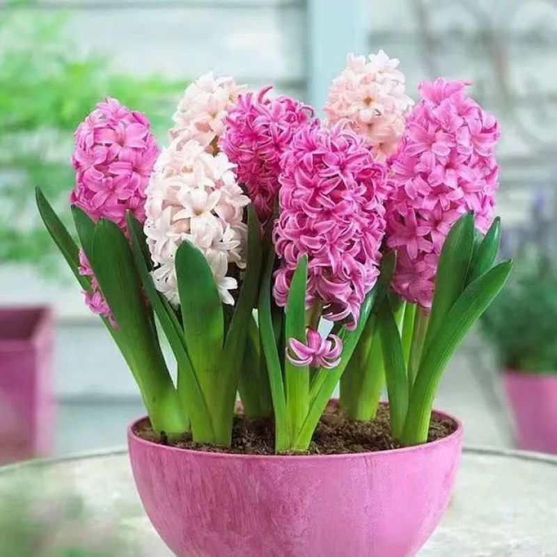风信子种球水培土培植物盆栽阳台花卉室内花好养活四季开花