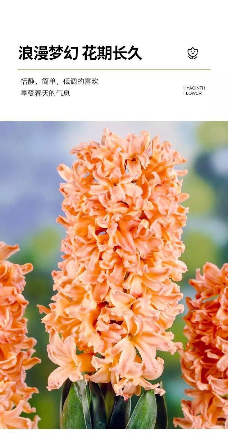 风信子种球水培土培植物盆栽阳台花卉室内花好养活四季开花