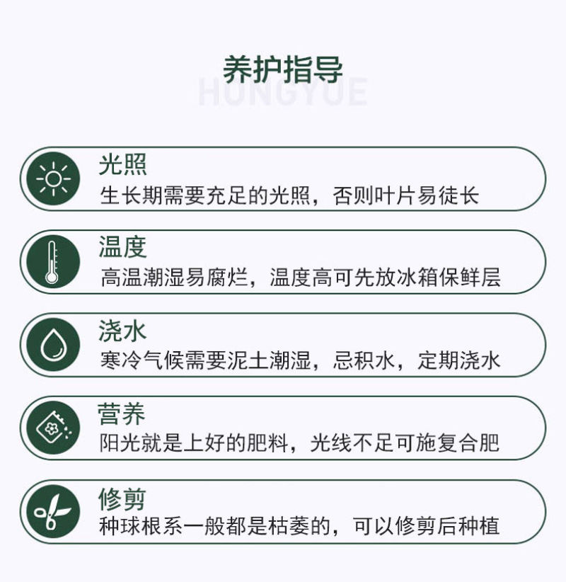 风信子种球水培土培植物盆栽阳台花卉室内花好养活四季开花