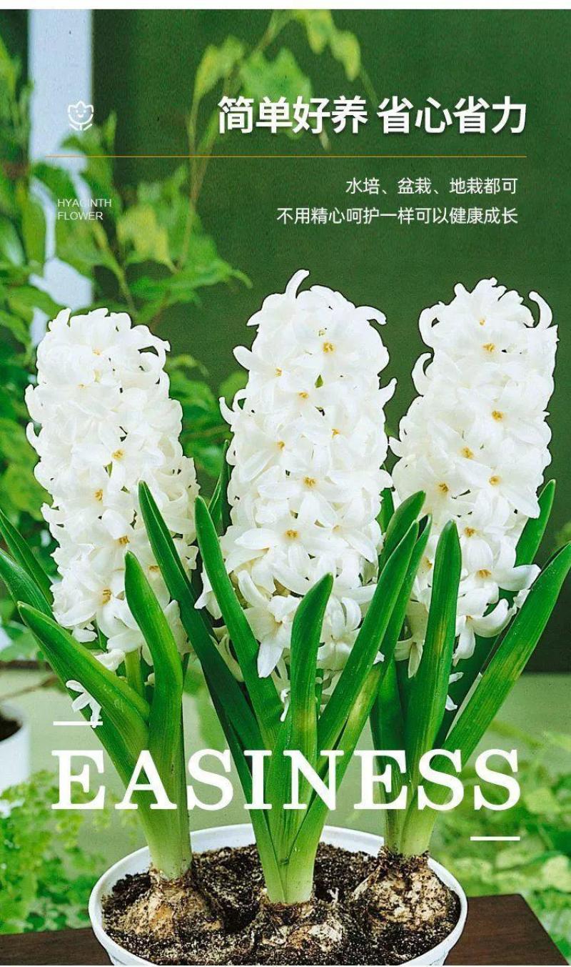 风信子种球水培土培植物盆栽阳台花卉室内花好养活四季开花