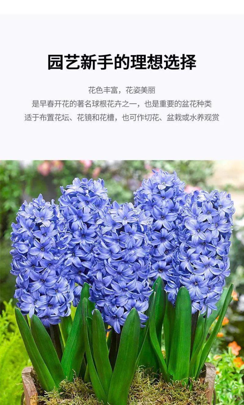 风信子种球水培土培植物盆栽阳台花卉室内花好养活四季开花