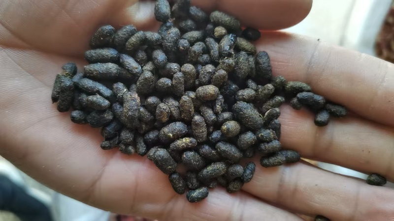 五灵脂纯货大粒选货中药材用散装量大从优
