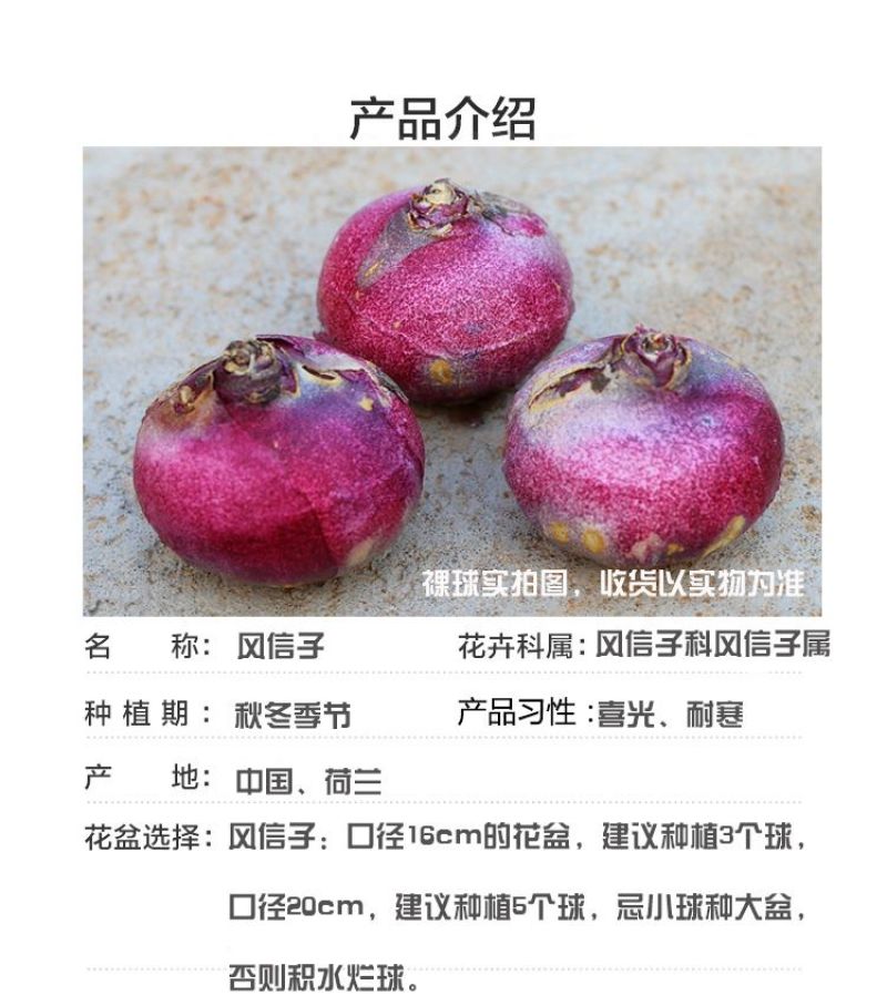 风信子种球水培土培植物盆栽阳台花卉室内花好养活四季开花