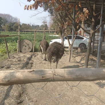 出售鸵鸟