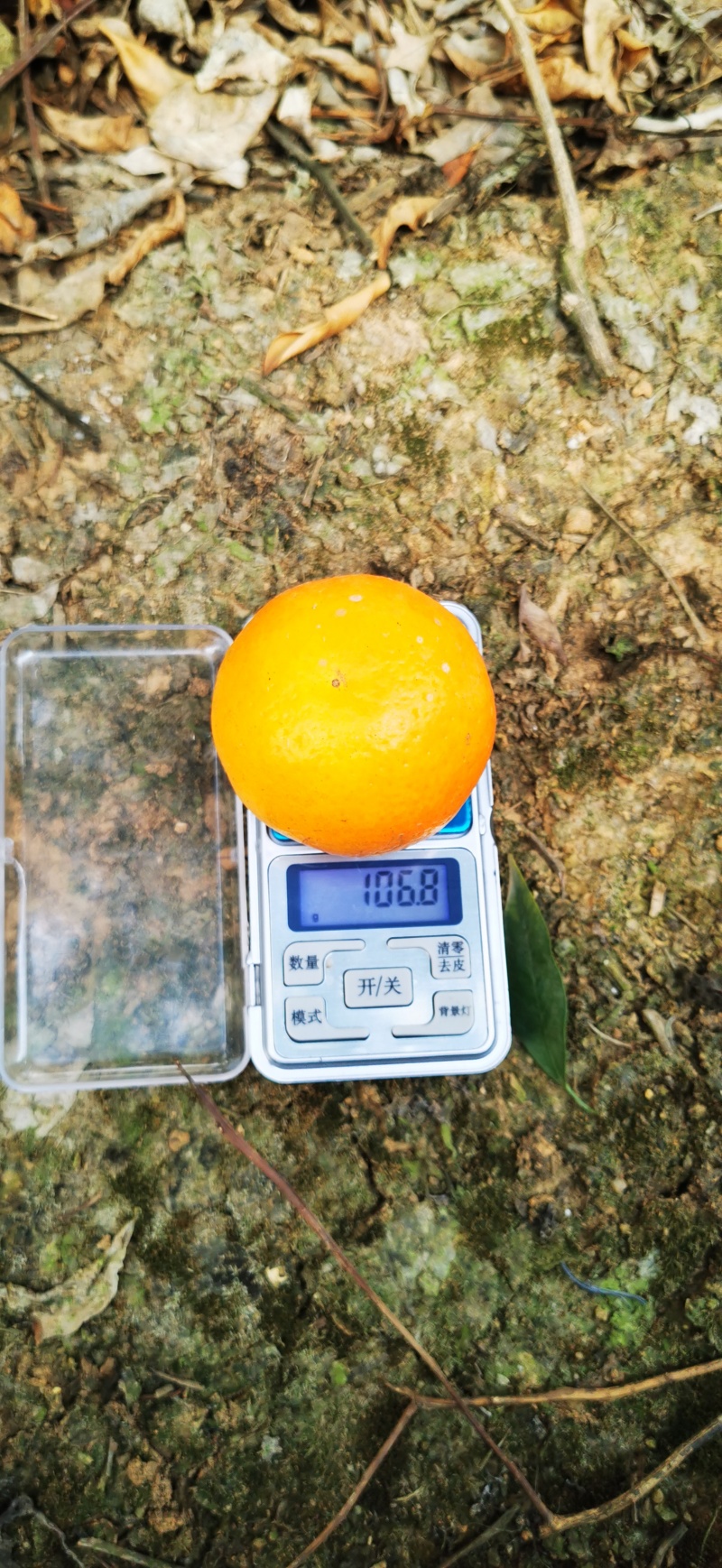 云南云南保山沃柑三百万斤，需要需要全国各地采购商，欢迎来。