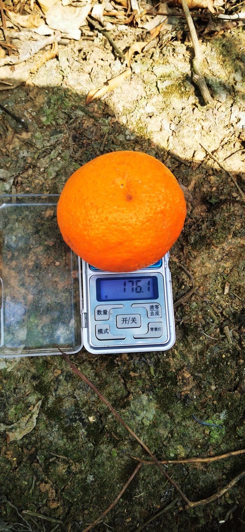 云南云南保山沃柑三百万斤，需要需要全国各地采购商，欢迎来。