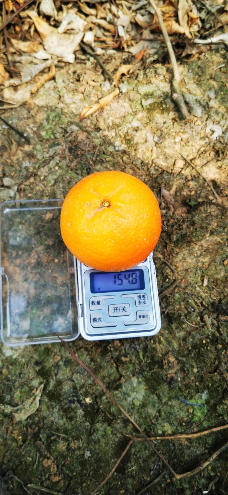 云南云南保山沃柑三百万斤，需要需要全国各地采购商，欢迎来。