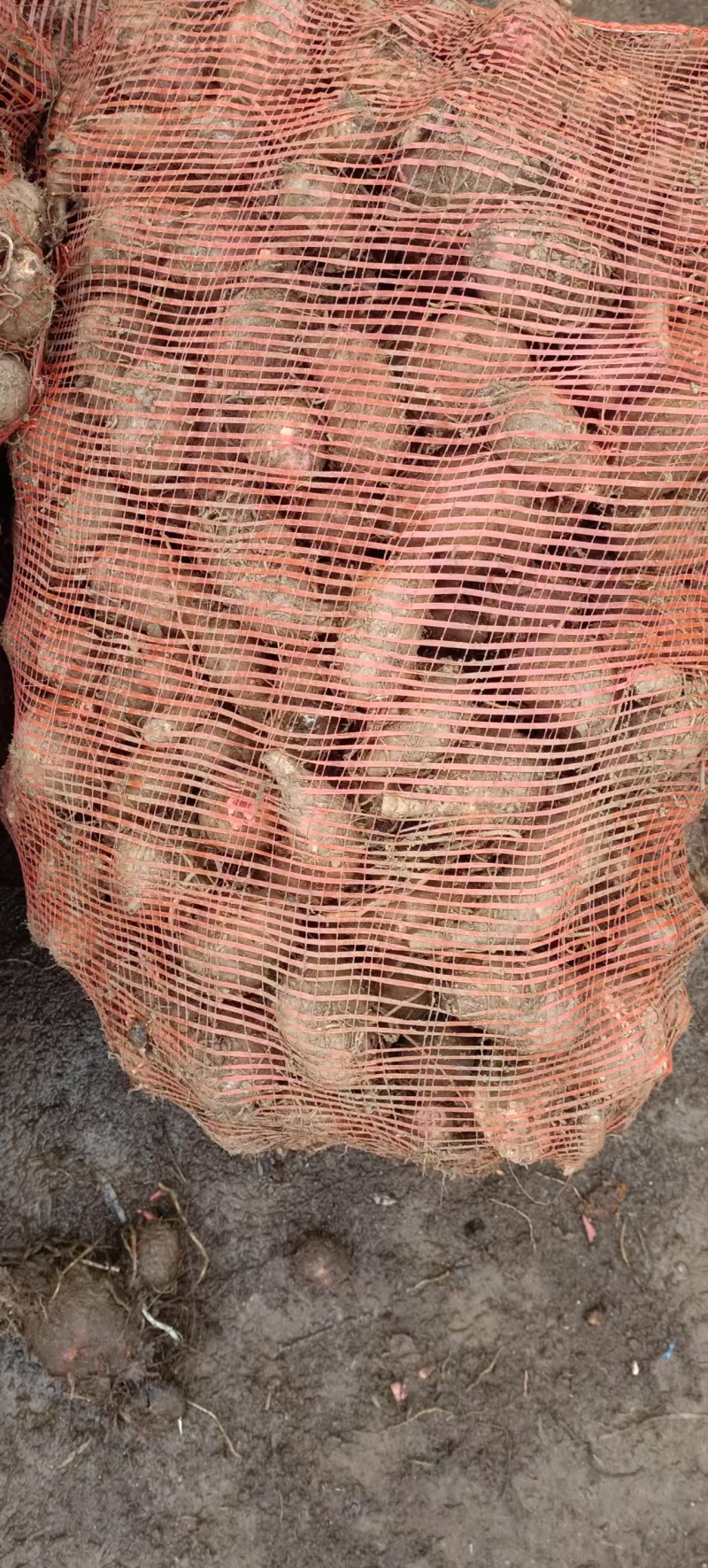 正宗老品种毛芋头