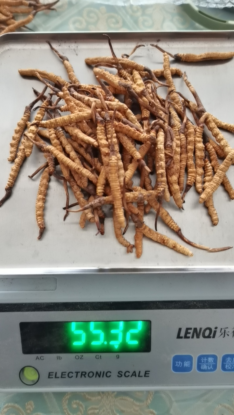 冬虫夏草【虫草】支持货到开箱验货，可发往全国市场！诚信经营