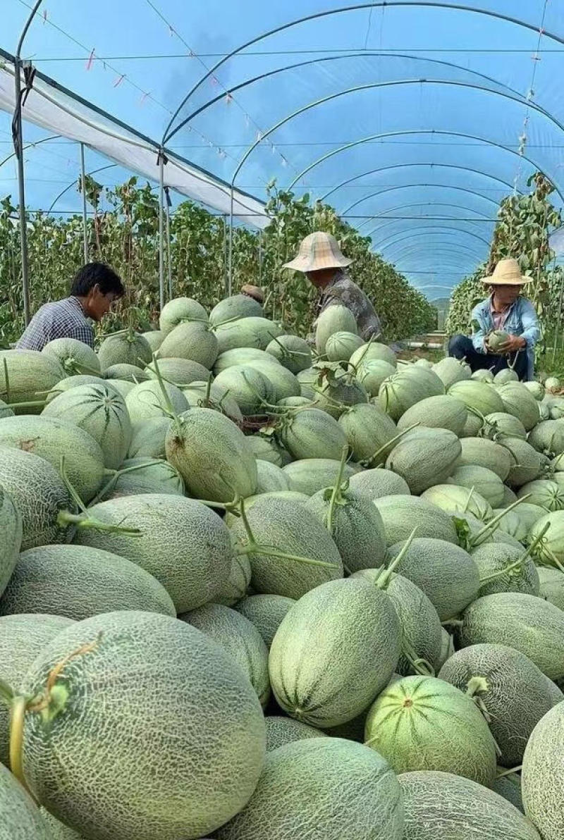 晓蜜25哈密瓜（民勤哈密瓜）产地一手货源，对接全国客商