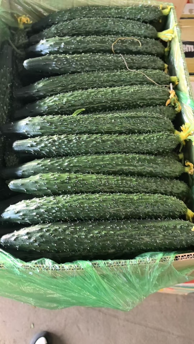 精品黄瓜新品上市大量上市鲜花蜜刺质量保证