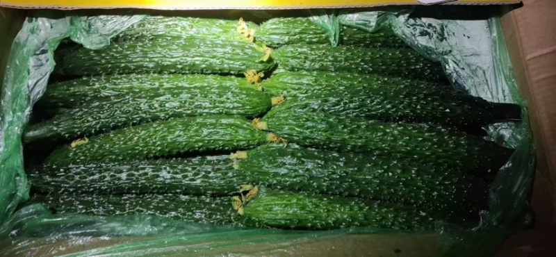 精品黄瓜新品上市大量上市鲜花蜜刺质量保证