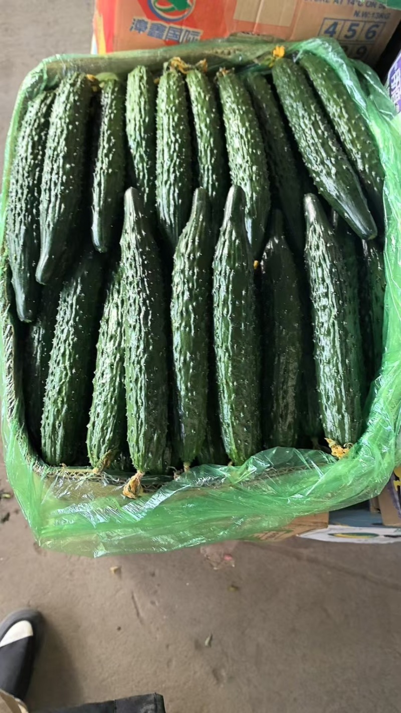 精品黄瓜新品上市大量上市鲜花蜜刺质量保证