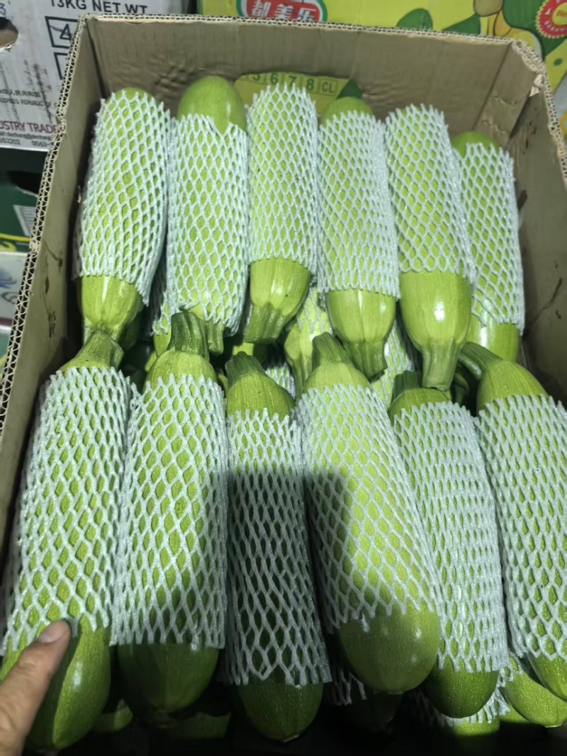 精品角瓜西葫芦条长条绿大量有货要货你就来
