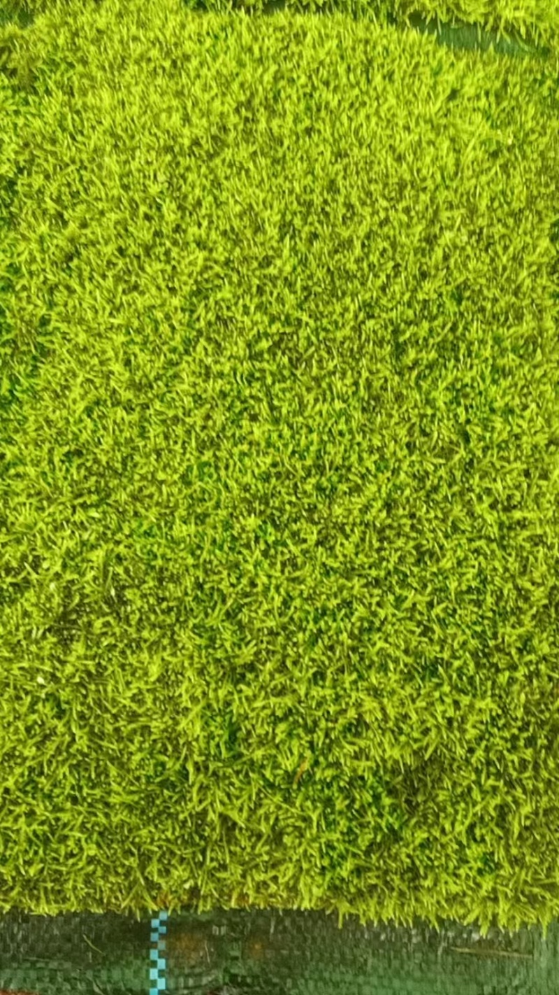 优叶白发苔藓植物做永生好产品有人工种植的大灰苔人工小灰苔