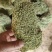 优叶白发苔藓植物做永生好产品有人工种植的大灰苔人工小灰苔