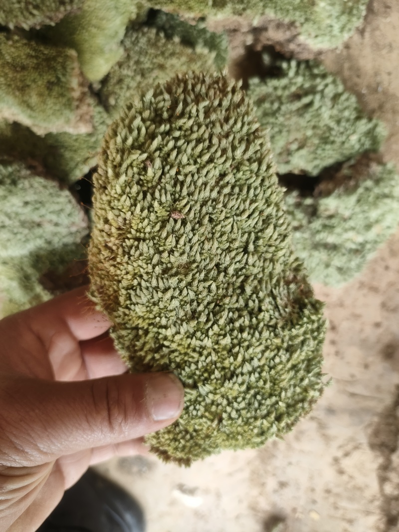 优叶白发苔藓植物做永生好产品有人工种植的大灰苔人工小灰苔