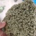 优叶白发苔藓植物做永生好产品有人工种植的大灰苔人工小灰苔