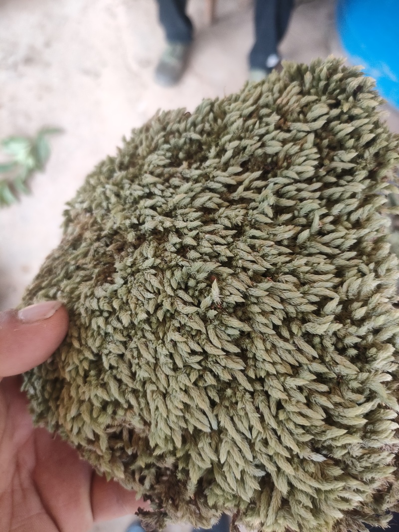 优叶白发苔藓植物做永生好产品有人工种植的大灰苔人工小灰苔