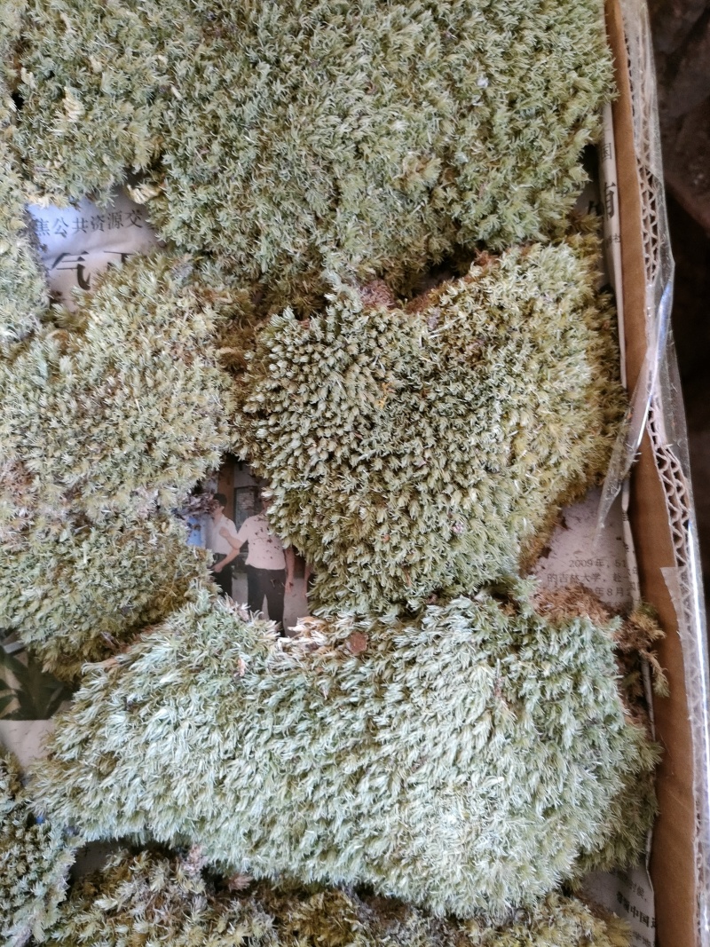 优叶白发苔藓植物做永生好产品有人工种植的大灰苔人工小灰苔