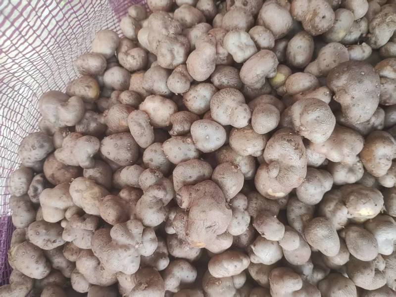 山药豆电商货对接各大平台市场商超糖葫芦专用牛羊养殖用