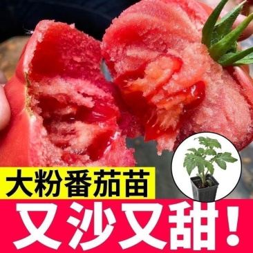 大粉番茄苗毛粉普罗旺斯番茄苗山东寿光苗厂直发