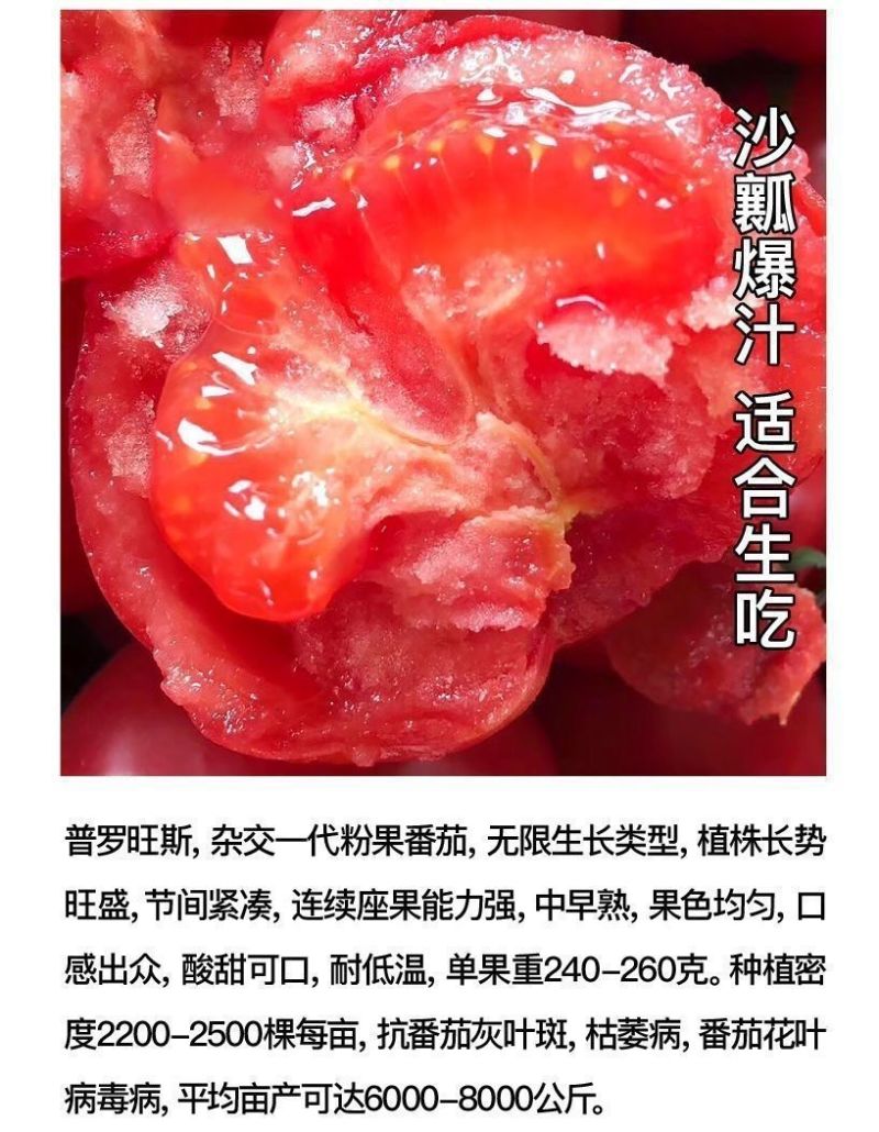 大粉番茄苗毛粉普罗旺斯番茄苗山东寿光苗厂直发