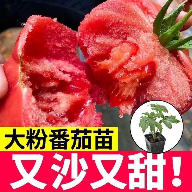 大粉番茄苗毛粉普罗旺斯番茄苗山东寿光苗厂直发