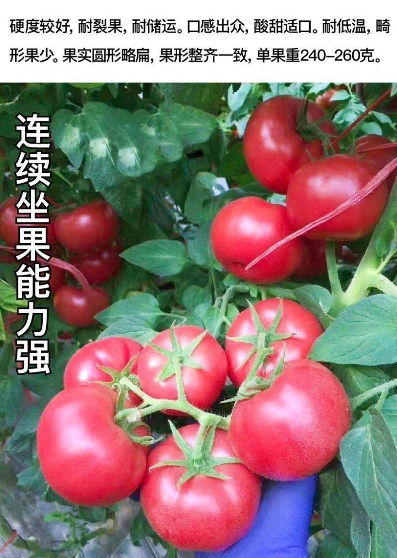 大粉番茄苗毛粉普罗旺斯番茄苗山东寿光苗厂直发