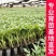 大粉番茄苗毛粉普罗旺斯番茄苗山东寿光苗厂直发