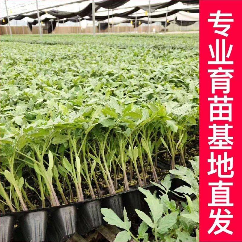 大粉番茄苗毛粉普罗旺斯番茄苗山东寿光苗厂直发