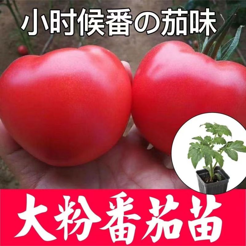 大粉番茄苗毛粉普罗旺斯番茄苗山东寿光苗厂直发