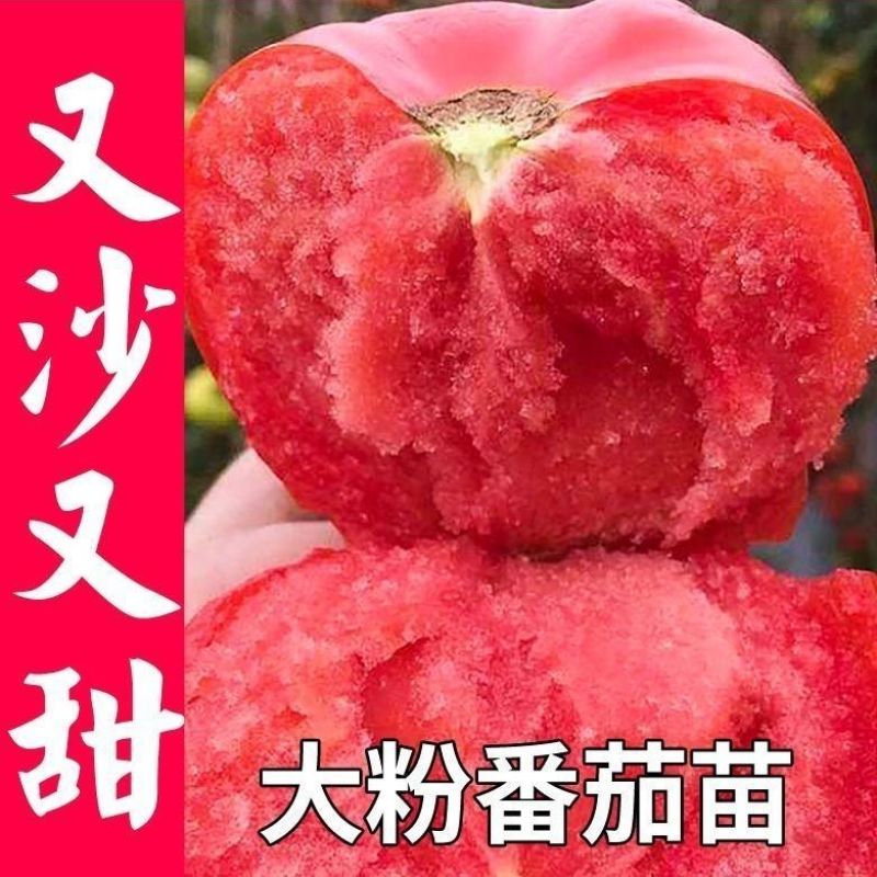 大粉番茄苗毛粉普罗旺斯番茄苗山东寿光苗厂直发
