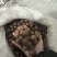 夏威夷果品质好价格优惠，量大价更优。个位数喜欢来约