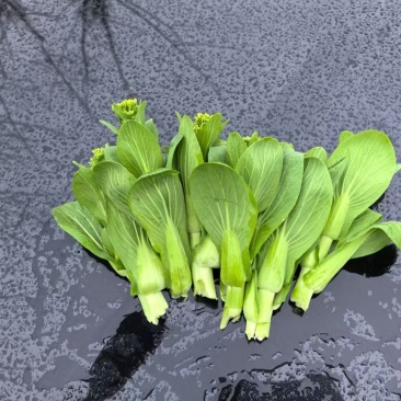 上海青苔